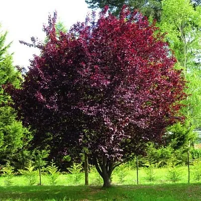 Слива НИГРА растопыреная  в Самаре