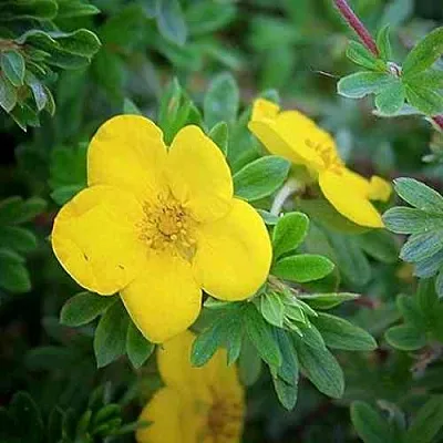 Лапчатка ГОЛДСТАР кустарниковая в Самаре