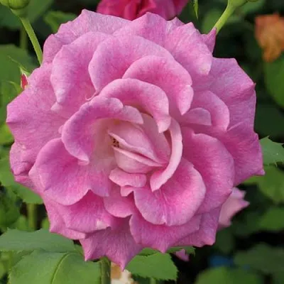 Саженцы роз ВИОЛЕТТА чайно-гибридная в Самаре