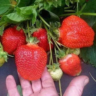 Клубника АЗИЯ — описание сорта Клубника АЗИЯ в Самаре