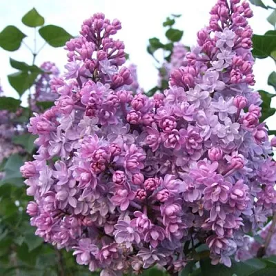 Сирень КОЛХОЗНИЦА  Сирень КОЛХОЗНИЦА в Самаре