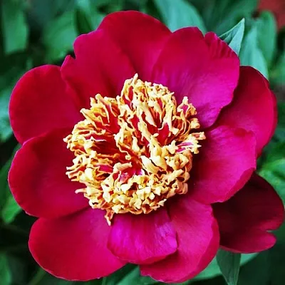 саженцы пиона саженцы пиона