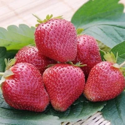 Клубника ВИМА КСИМА в Самаре