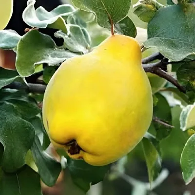 Айва МИР в Самаре