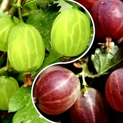 Комплект СКАЗКА в Самаре