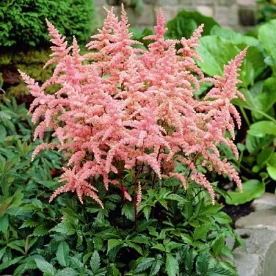 Астильба БРЕССИНГЕМ БЬЮТИ Арендса в Самаре