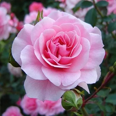 Саженцы роз БОНИКА флорибунда  Саженцы роз БОНИКА флорибунда в Самаре