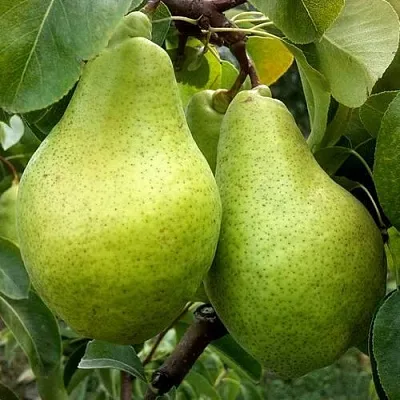 Груша НОЯБРЬСКАЯ ЗИМНЯЯ в Самаре