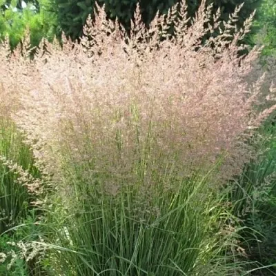 Вейник ОВЕРДАМ остроцветковый в Самаре