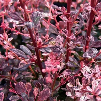 Барбарис АРЛЕКИН тунберга в Самаре