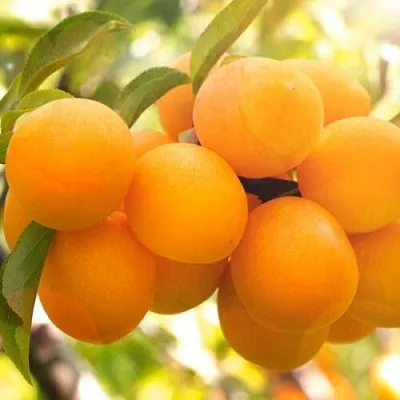 Слива МАРА в Самаре