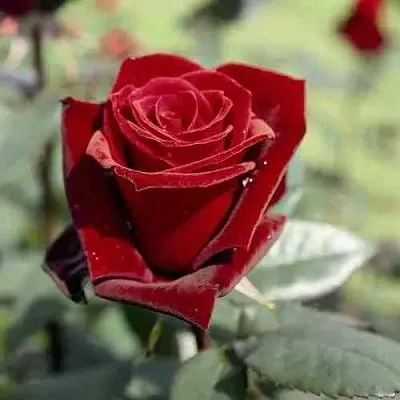 Саженцы роз ТАБУ чайно-гибридная в Самаре