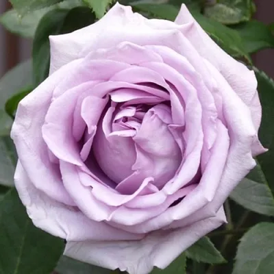 Саженцы роз ИНДИГОЛЕТТА плетистая в Самаре