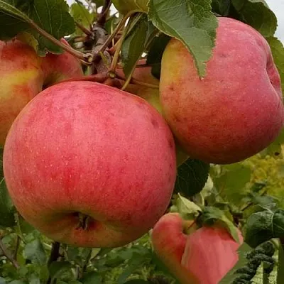 Яблоня БОЛОТОВСКОЕ в Самаре