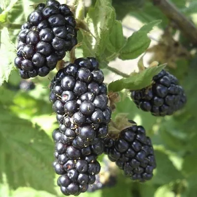 Ежемалина МАРИОН  Ежемалина МАРИОН в Самаре