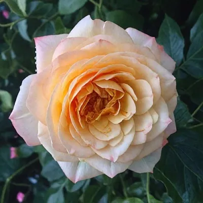 Саженцы роз АБЕЙ ДЕ СЕНТ-АМАН шраб  Саженцы роз АБЕЙ ДЕ СЕНТ-АМАН шраб в Самаре