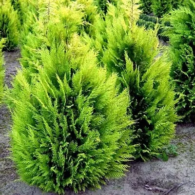 Кипарисовик ИВОНЕ лавсана в Самаре