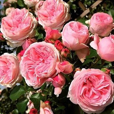 Саженцы роз ДЖАРДИНА плетистая в Самаре