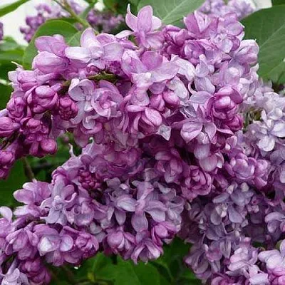 Сирень ГЕНЕРАЛ ПЕРШИНГ  Сирень ГЕНЕРАЛ ПЕРШИНГ в Самаре