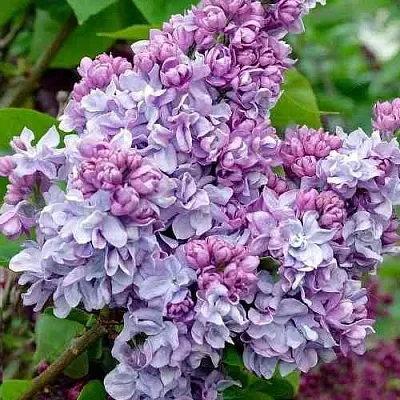 Сирень КАТЕРИНА ХАВЕМЕЙЕР  Сирень КАТЕРИНА ХАВЕМЕЙЕР в Самаре