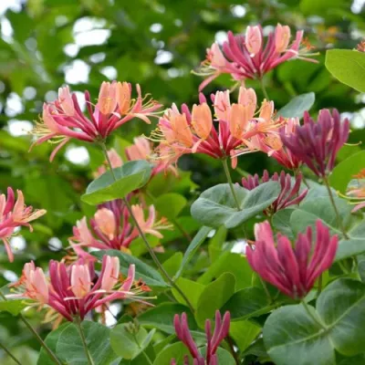 Жимолость ГЕКРОТА в Самаре