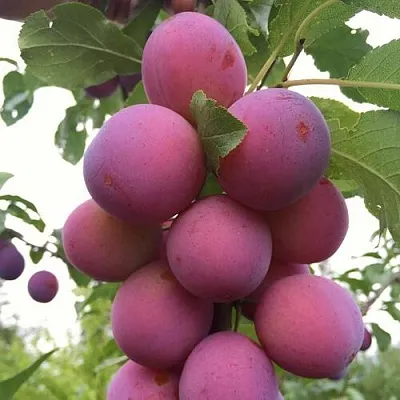 Слива ИМПЕРИАЛ