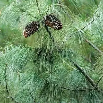Сосна АРМАНДИ  Сосна АРМАНДИ в Самаре