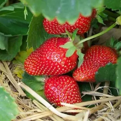 Клубника МОНТЕРЕЙ ремонтантная в Самаре