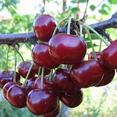 Вишня НОРД СТАР  Вишня НОРД СТАР в Самаре