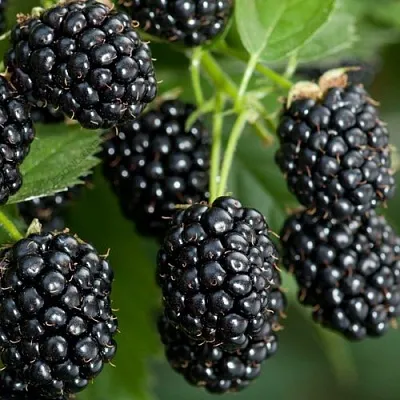 Ежевика ЧЕРНАЯ МАГИЯ ремонтантная  Ежевика ЧЕРНАЯ МАГИЯ ремонтантная в Самаре