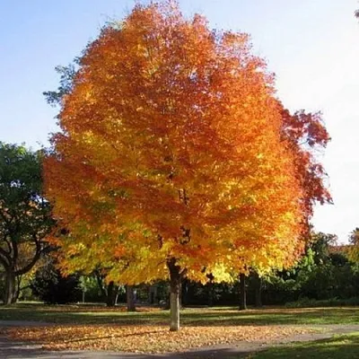 Клен серебристый в Самаре