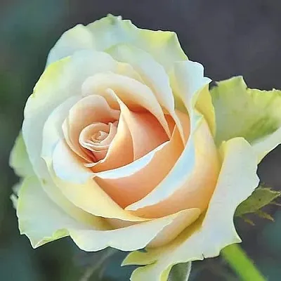 Саженцы роз ТАЛЕЯ чайно-гибридная в Самаре