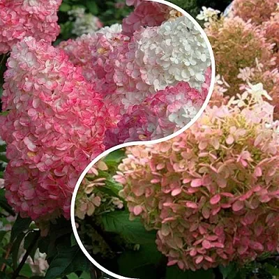 Комплект МАЛИНОВЫЙ ЗАКАТ в Самаре