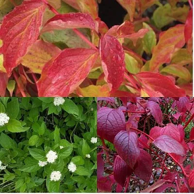 Комплект СЕВЕРНОЕ СИЯНИЕ в Самаре