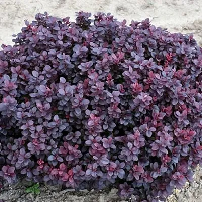 Барбарис КОНКОРД тунберга в Самаре