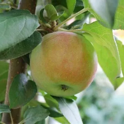 Яблоня ПОДСНЕЖНИК стелющаяся  Яблоня ПОДСНЕЖНИК стелющаяся в Самаре