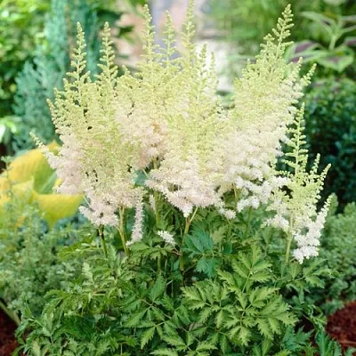 Астильба МИЛК ЭНД ХАНИ китайская в Самаре