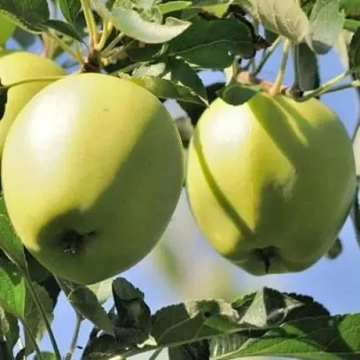 Яблоня САХАРНАЯ  Яблоня САХАРНАЯ в Самаре