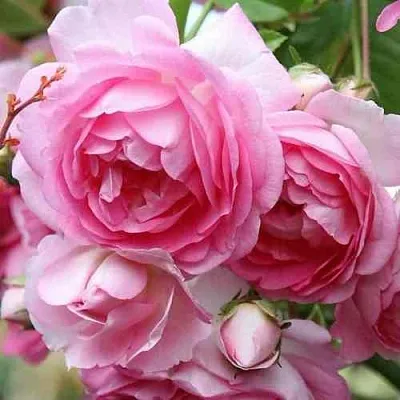 Саженцы роз ЖАСМИНА плетистая в Самаре