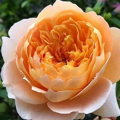 Саженцы роз ЭФФИ чайно-гибридная в Самаре