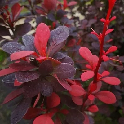 Барбарис РЕД ПИЛЛАР тунберга в Самаре