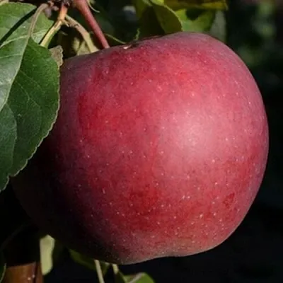 Яблоня БЕЛОРУССКОЕ СЛАДКОЕ в Самаре