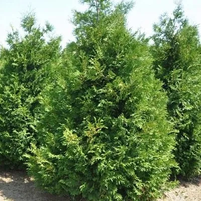 Туя ВАКСЕН западная  Туя ВАКСЕН западная в Самаре