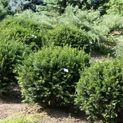 Тис НАНА остроконечный  в Самаре