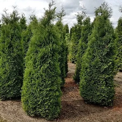 Туя ХОЛМСТРУП западная  Туя ХОЛМСТРУП западная в Самаре