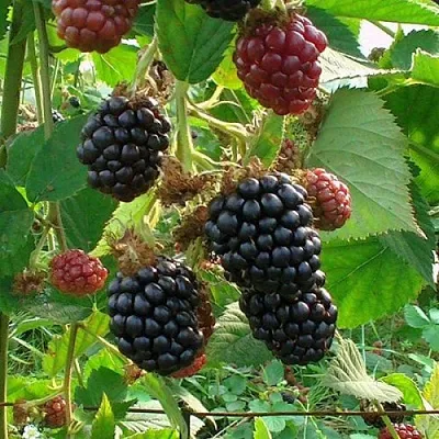 Ежевика ЧЕСТЕР бесшипная  Ежевика ЧЕСТЕР бесшипная в Самаре