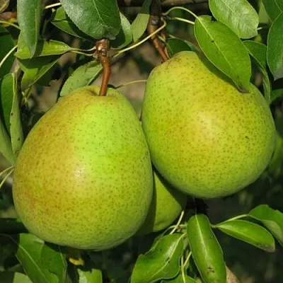 Груша НАЙТ-ВЕРТ колонновидная в Самаре