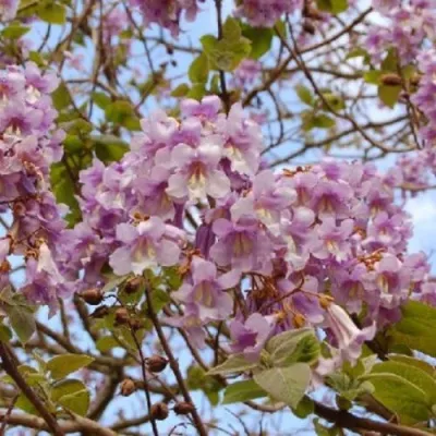 Павлония ПАО ТОГН Z07 в Самаре