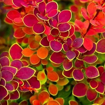 Барбарис ОРАНЖ САНРАЙЗ тунберга в Самаре