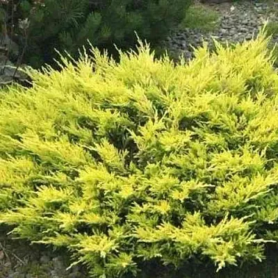 Можжевельник ЛАЙМ ГЛОУ горизонтальный в Самаре